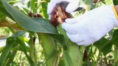 Adamın Mısır meyvesi