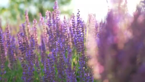 Närbild av lavendel blommor. — Stockvideo