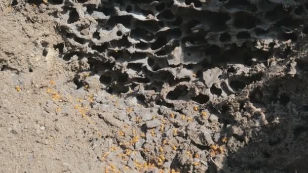 Fourmi de feu rouge, horde d'envahisseurs d'insectes en colère essaim sur la nouvelle anthill — Video