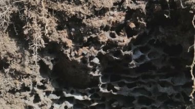 Kırmızı Ateş Karıncaları, kızgın böcek istilacıları sürüsü yeni Anthill 'e akın ediyor.