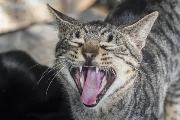 Miagolio di gatto, bocca aperta — Foto Stock