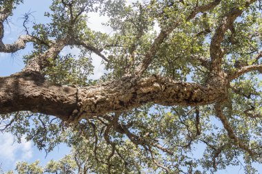 Cork, çıplak gövde, cork tree çıkarma