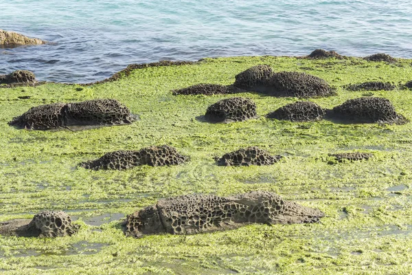 Erosión alveolar, flysch con estrato y arenisca — Foto de Stock