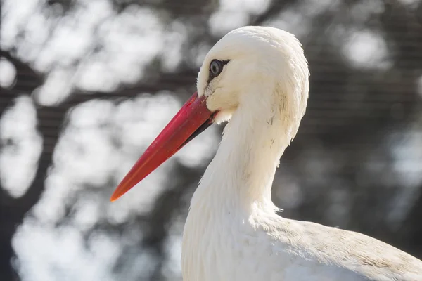 Společné čáp, Ciconia ciconia — Stock fotografie