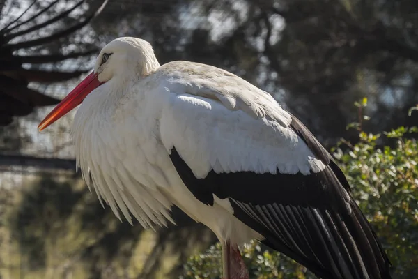 Wspólne Bocian, Ciconia ciconia — Zdjęcie stockowe