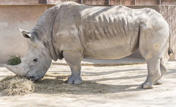 Neushoorn eten van gras, Ceratotherium Simun — Stockfoto