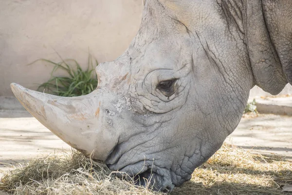 Neushoorn eten van gras, Ceratotherium Simun — Stockfoto