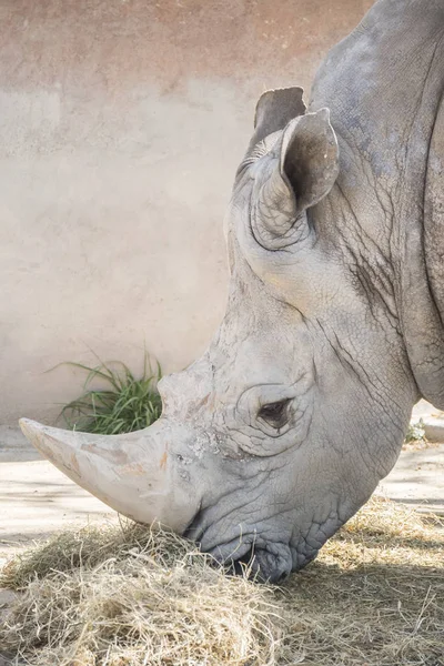 Rinoceronte comiendo hierba, Ceratotherium Simun —  Fotos de Stock