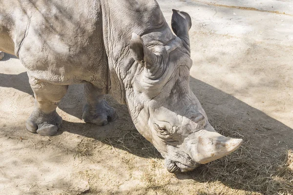 Носорог ест траву, Ceratotherium Simun — стоковое фото