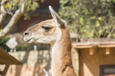 Çok yakından bir işte, Lama Guanicoe bakarak