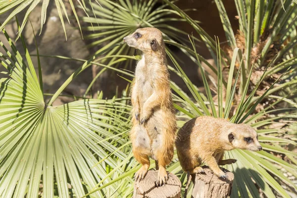 Meerkats au soleil indiscret, Suricata suricatta — Photo