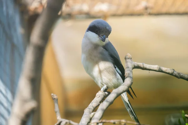 Kleine klapekster op zoek naar iets aandachtig, Laniu kleine — Stockfoto