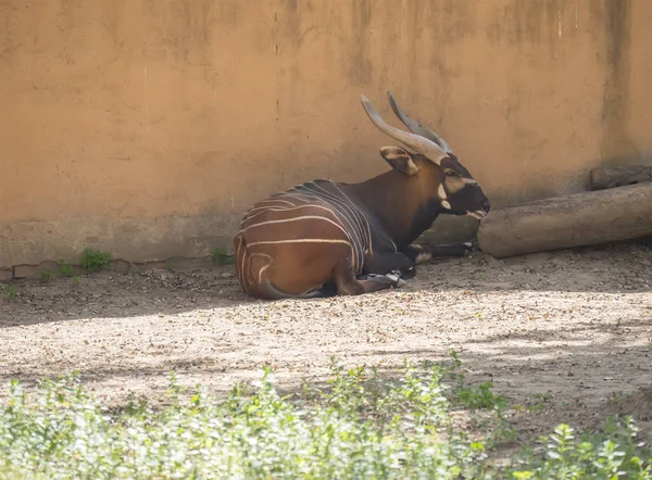 Bongo descansando na sombra, Tragelaphus eurycerus — Fotografia de Stock