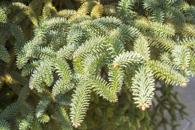 Abies Pinsapo branches in a garden clipart