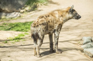 Bir şeye bakarken bir benekli hyaena