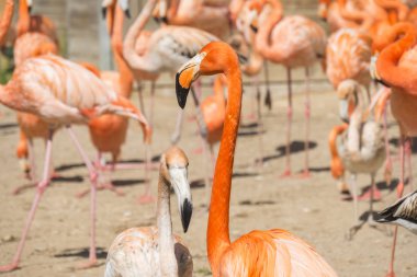 Güneşin altında istirahat Amerikan flamingo grubu