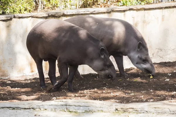 Deux tapirs brésiliens à la recherche de nourriture sur terre — Photo