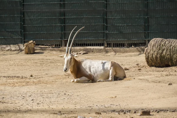 Oryx descansando em paz sob o sol — Fotografia de Stock