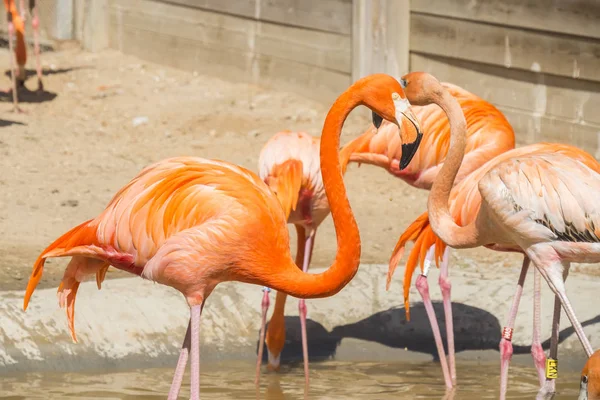 Groupe américain de flamants roses se reposant au soleil — Photo