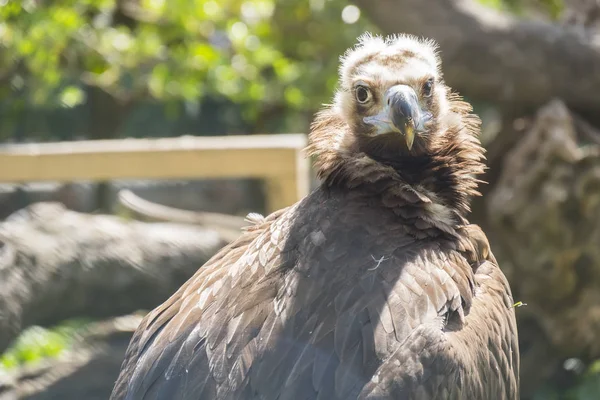 Black vulture resting quietly sunbathing — Stock Photo, Image