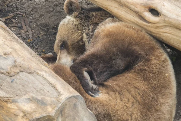 Oso pardo durmiendo entre algunos baúles —  Fotos de Stock