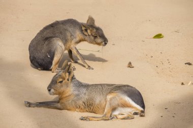 Kum üzerine Dolichotis patagona oturan iki Mara