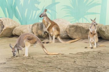 Kırmızı kanguru aile, Macropus Rufus