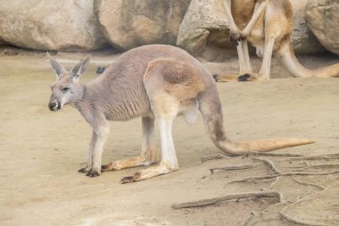 Kırmızı kanguru, Macropus Rufus