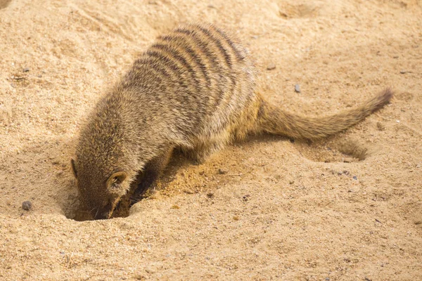 Banded mongoose cavando na areia, Mungos mungo — Fotografia de Stock