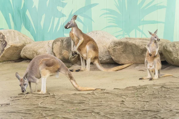 Família Canguru Vermelho, Macropus Rufus — Fotografia de Stock