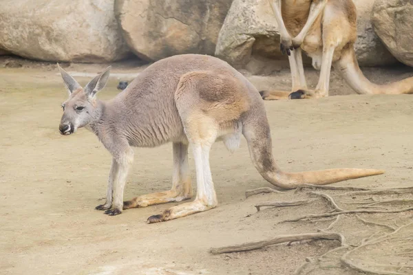 Canguru Vermelho, Macropus Rufus — Fotografia de Stock