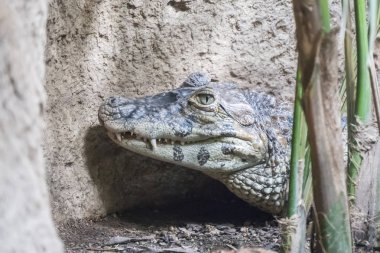 Caiman geniş burunlu sakin kalmak