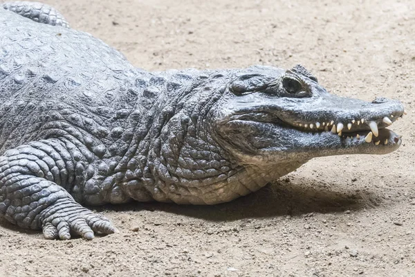 Yacare Caiman staying still on the sand — Stock Photo, Image