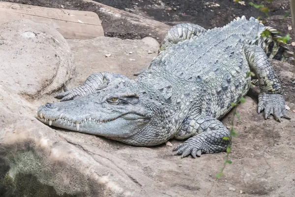 Siamese crocodile resting quietly near the water — Stock Photo, Image