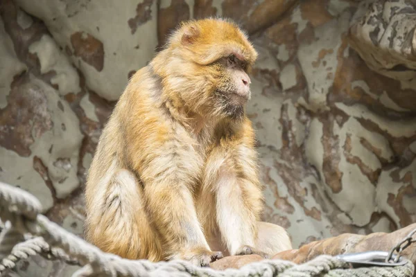 Macaco berberisco manteniendo la calma y mirando de cerca algo — Foto de Stock
