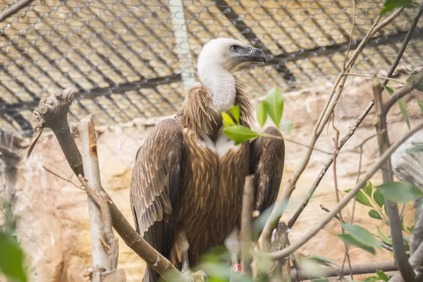 Griffon vautour regardant de près, Gyps fulvus — Photo