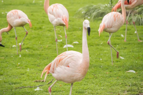 Groep Flamingo's in een prairie, Phoenicopterus chilensis — Stockfoto