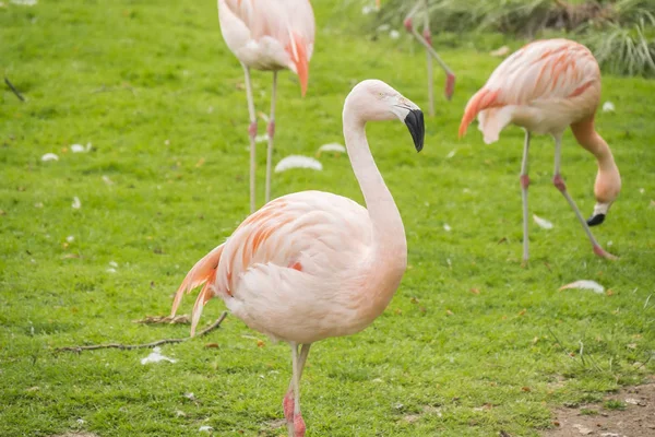 Groep Flamingo's in een prairie, Phoenicopterus chilensis — Stockfoto