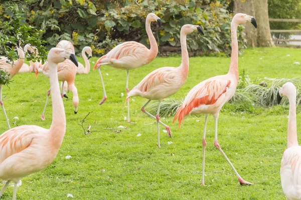 Groep Flamingo's in een prairie, Phoenicopterus chilensis — Stockfoto