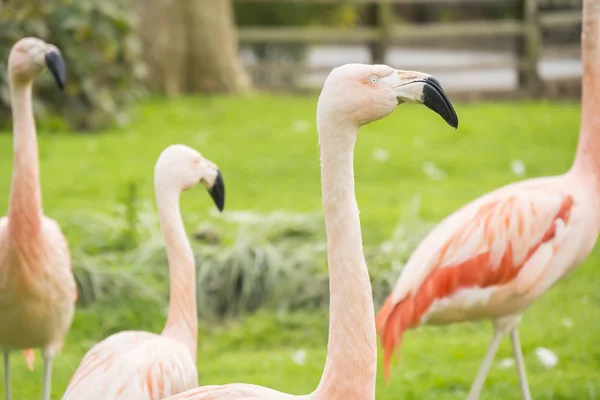Groep Flamingo's in een prairie, Phoenicopterus chilensis — Stockfoto