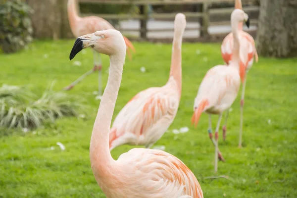 Groupe de flamants roses dans une prairie, Phoenicopterus chilensis — Photo