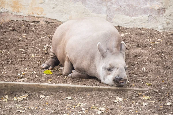 Brazillian tapir slapen liggend op de grond, Tapirus terrestri — Stockfoto