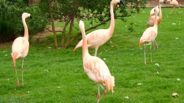 Flamingolar Prairie Phoenicopterus chilensis grup
