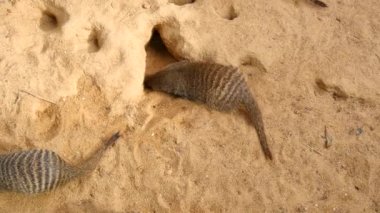 Şeritli Firavun faresi ailesi, Mungos mungo