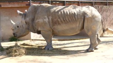 Çim, Ceratotherium Simun yeme gergedan