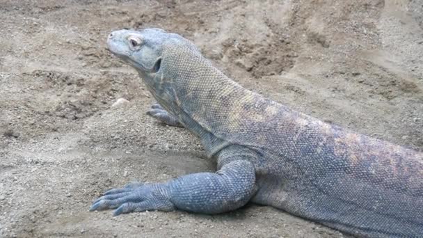 Komodo dragon resting on the sand — Stock Video