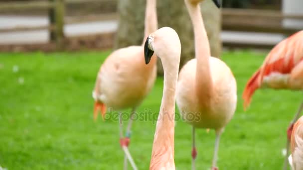 草原、Phoenicopterus チリヤシのフラミンゴのグループ — ストック動画