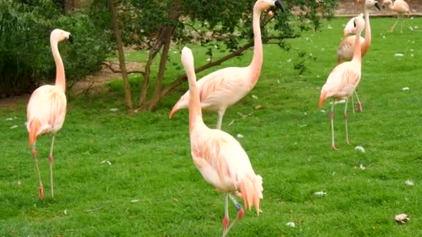 Grupp av flamingos i en prairie, Phoenicopterus chilensis — Stockvideo