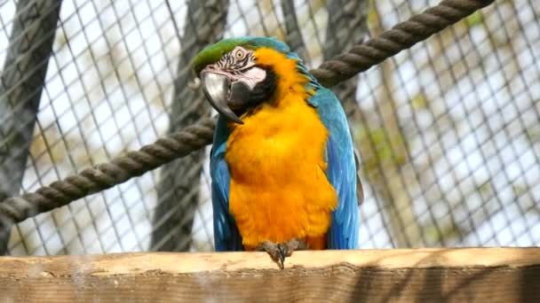 Papoušek, modrá a žlutá, Ara Ararauna