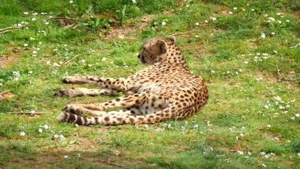 Гепард лежит на траве, Acinonyx jubatus — стоковое видео